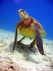 Scuba diving turtle Aqua Zone Scuba
