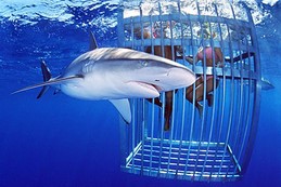 Shark Cage Aqua Zone Scuba