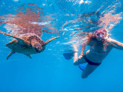 Snorkeling with sea turtles